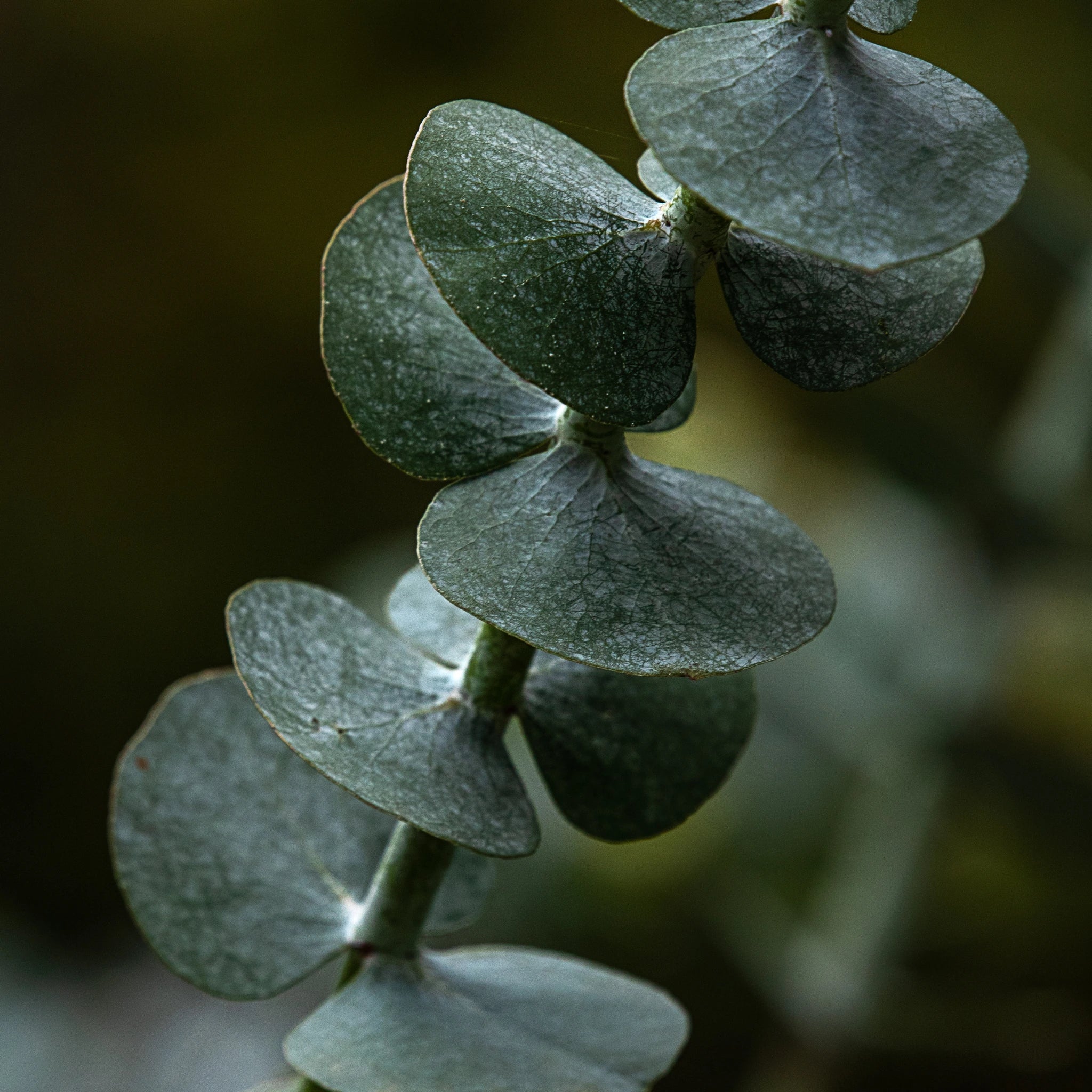 Eucalyptus, note olfactive fraîche et aromatique inspirée des rituels nordiques BØREA
