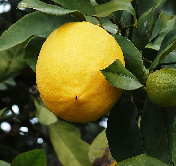 Accord citrus frais et lumineux, note d’ouverture des rituels parfumés BØREA