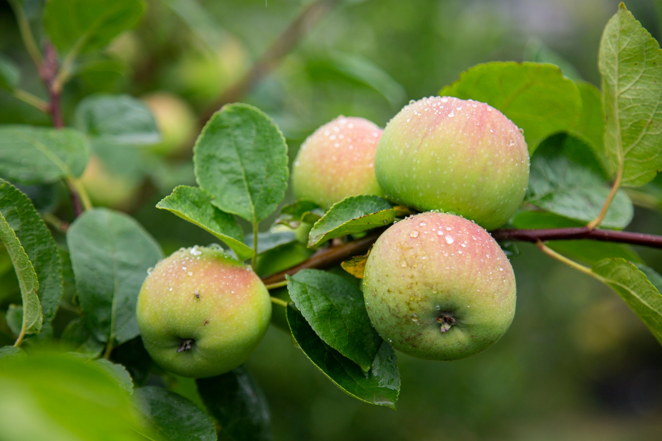 Pomme fraîche, note olfactive fruitée utilisée dans les créations parfumées BØREA