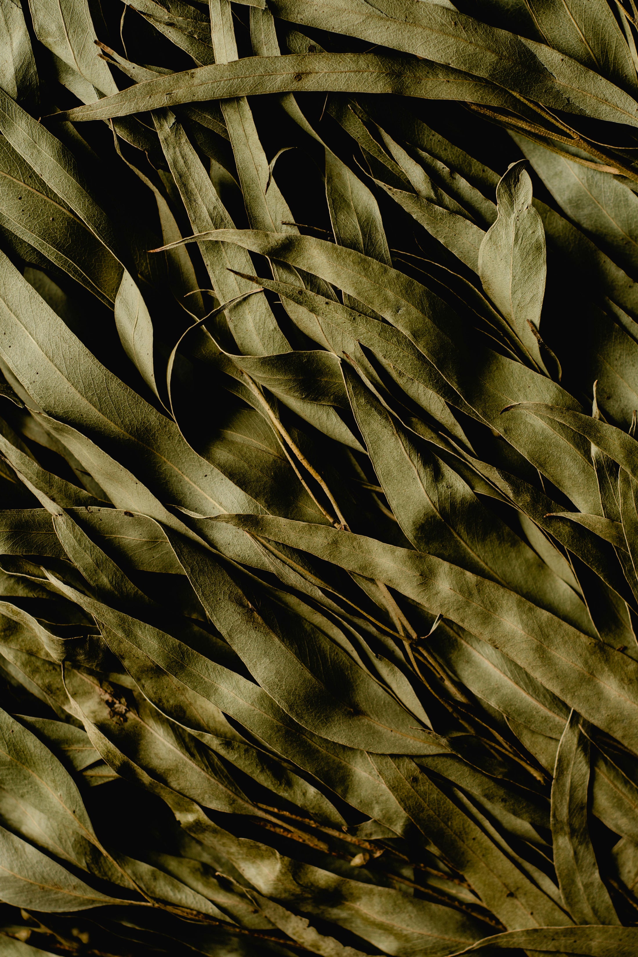 Eucalyptus, note olfactive fraîche et aromatique inspirée des spas nordiques BØREA
