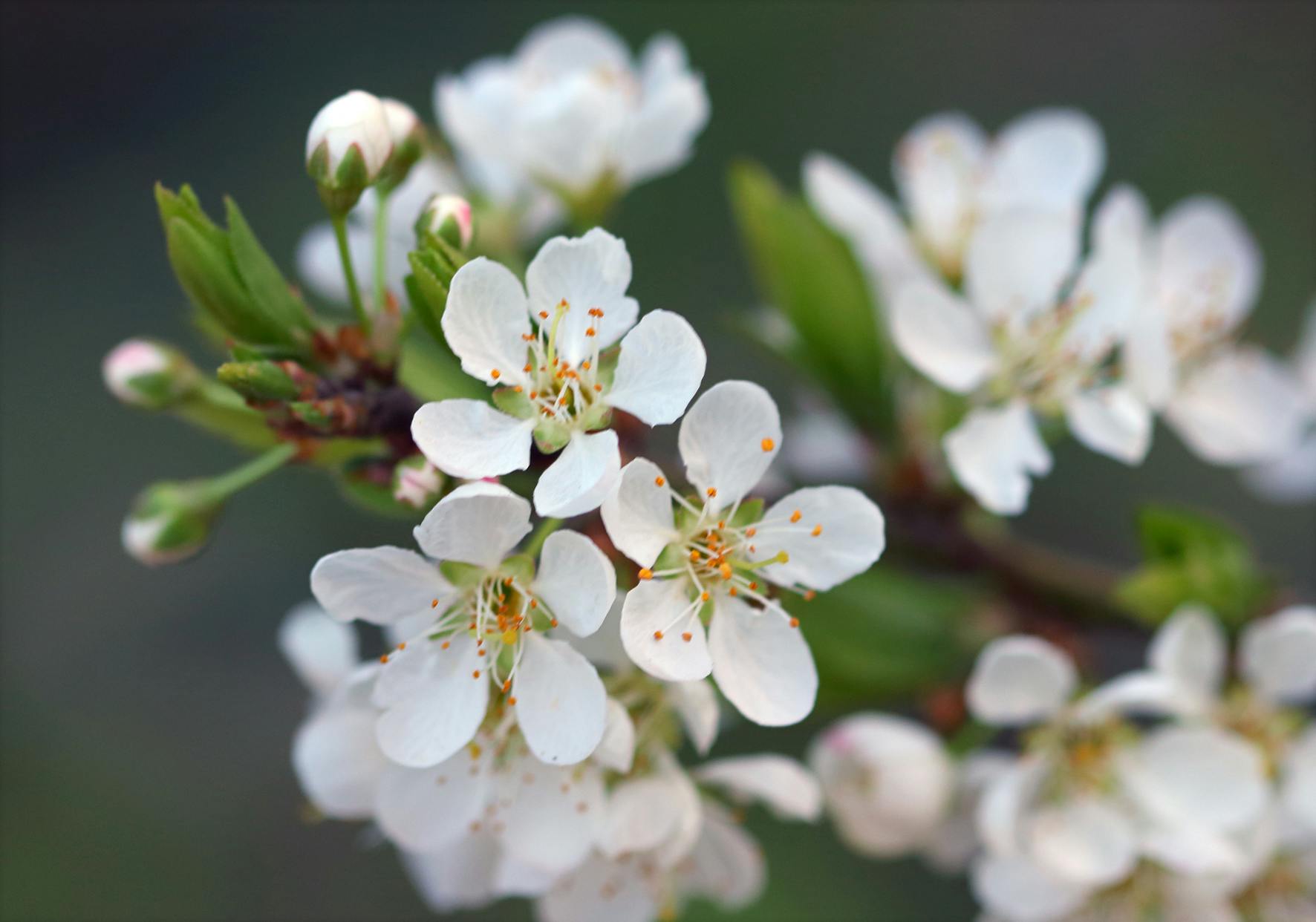 Fleurs blanches délicates, note florale douce des rituels parfumés BØREA