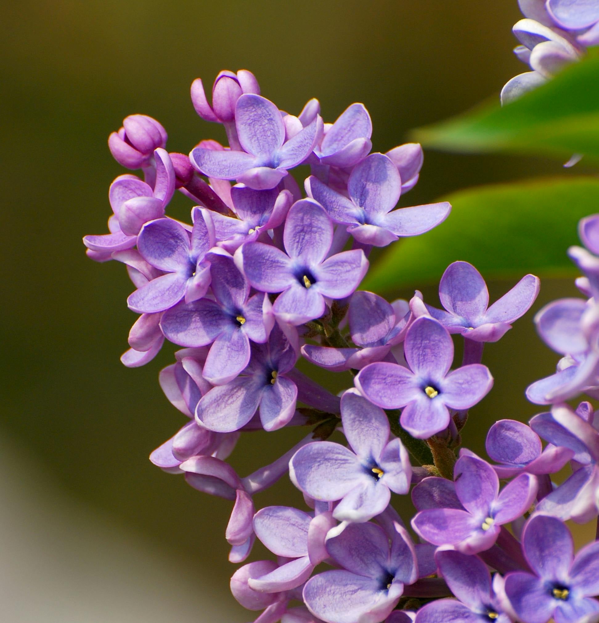 Lilas, note olfactive florale douce des bougies et objets parfumés BØREA