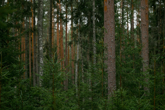 Le Rituel Nørden