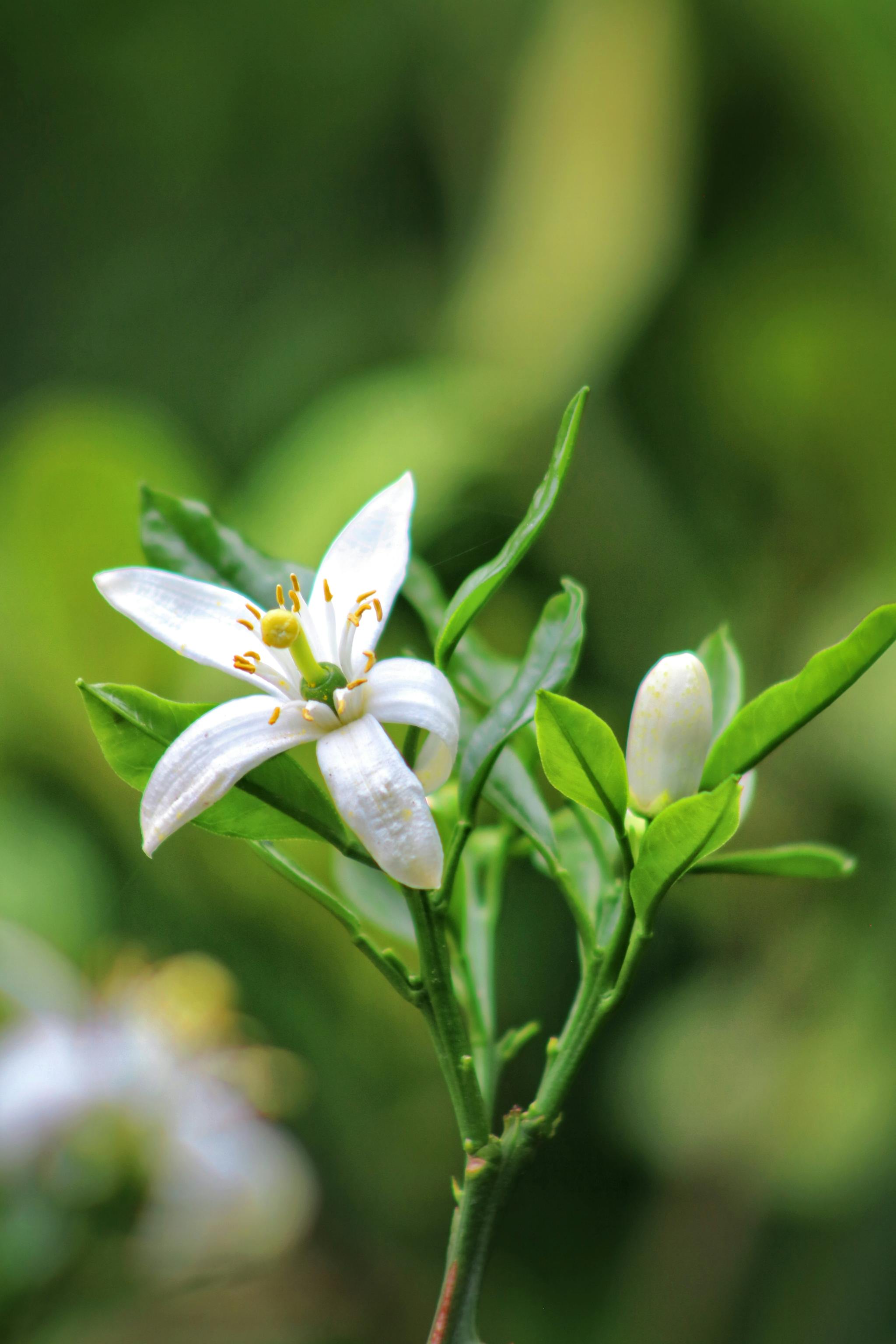 Fleur d’oranger douce et lumineuse, note florale apaisante des rituels BØREA