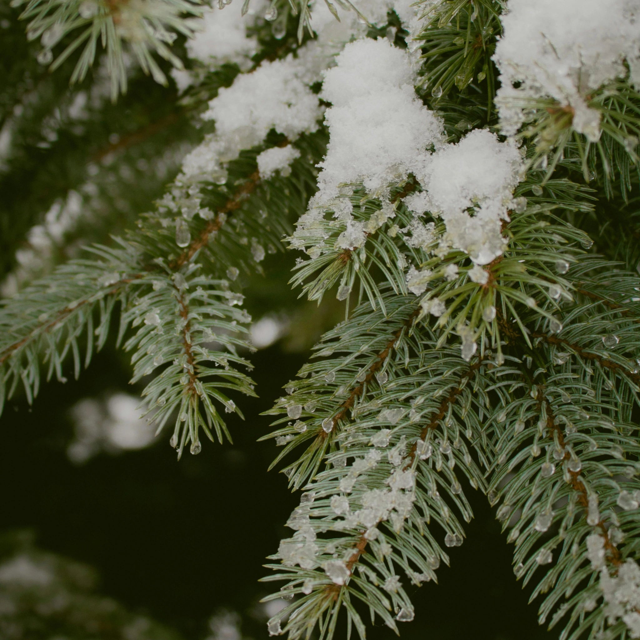 Pin, note olfactive résineuse et boisée inspirée des forêts boréales BØREA