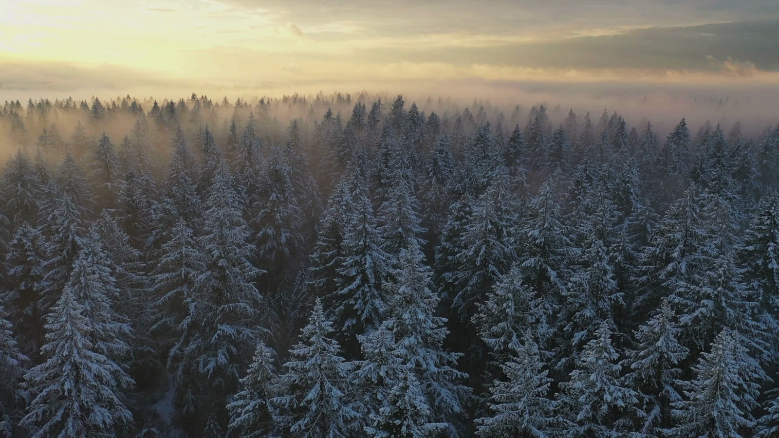 Vidéo drone de forêt de sapins enneigés, paysage nordique inspirant l’univers BØREA