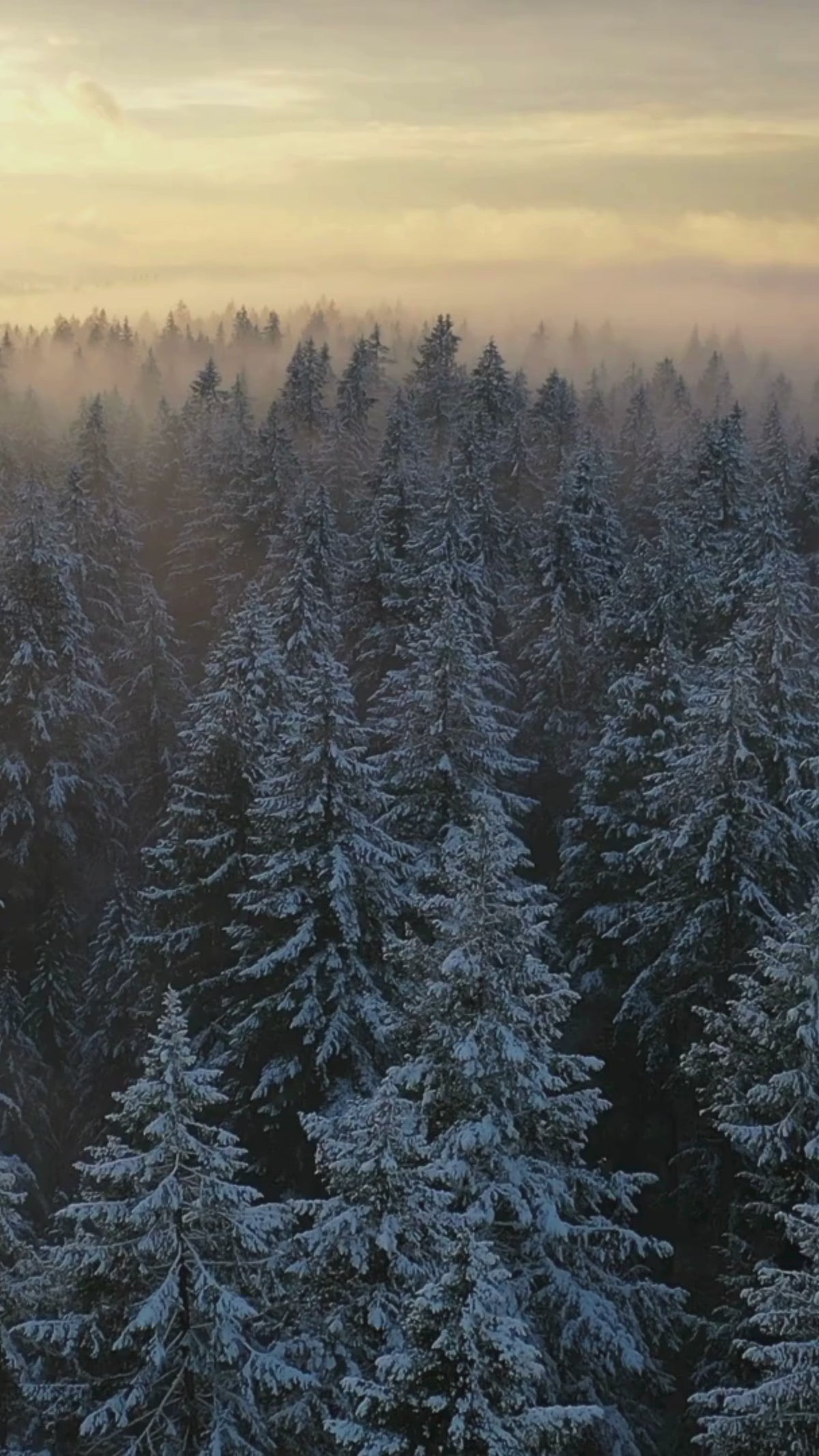 Vidéo drone de forêt de sapins enneigés, paysage nordique inspirant l’univers BØREA
